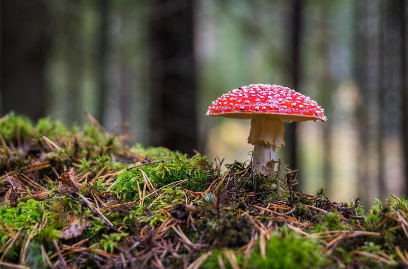 Asian mushrooms